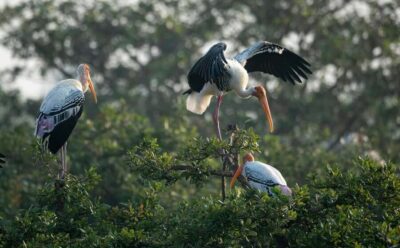 From Delhi: 5 Day Golden Triangle, Safari, & Bird Sanctuary - Sunrise Taj Mahal plus Agra Fort, then Bharatpur birds