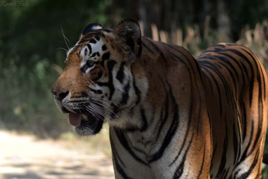 From Delhi: 5 Day Golden Triangle, Safari, & Bird Sanctuary - Jaipur in one day: Amber Fort, Hawa Mahal, and Jantar Mantar