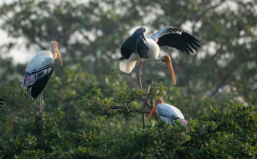From Delhi: 5 Day Golden Triangle, Safari, & Bird Sanctuary - Sunrise Taj Mahal plus Agra Fort, then Bharatpur birds