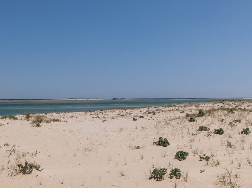 From Faro: 2-Hour Guided Bird Watching Boat Trip - Price and value: is $47 fair for a 2-hour bird cruise?
