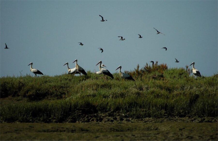 From Faro: 2-Hour Guided Bird Watching Boat Trip - Ria Formosa: Portugal’s wetland bird highway from Faro
