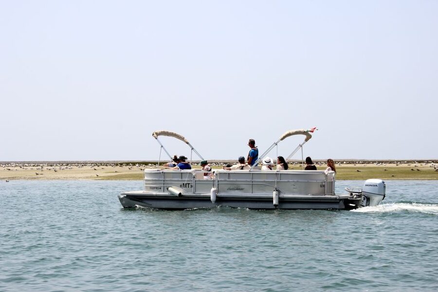 From Faro: 2-Hour Guided Bird Watching Boat Trip - What the boat ride teaches you: spotting birds like a pro
