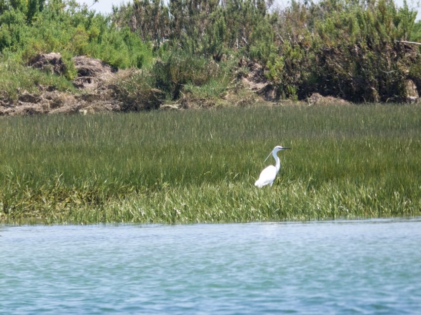 From Faro: 2-Hour Guided Bird Watching Boat Trip - Parque Natural da Ria Formosa: calm channels, serious bird habitat