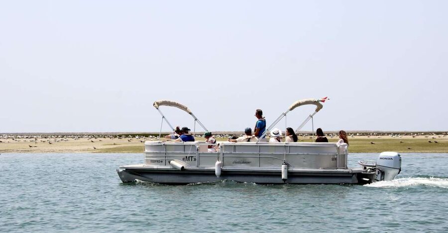 From Faro: 2-Hour Guided Bird Watching Boat Trip - A short beach pause at the lagoon edge
