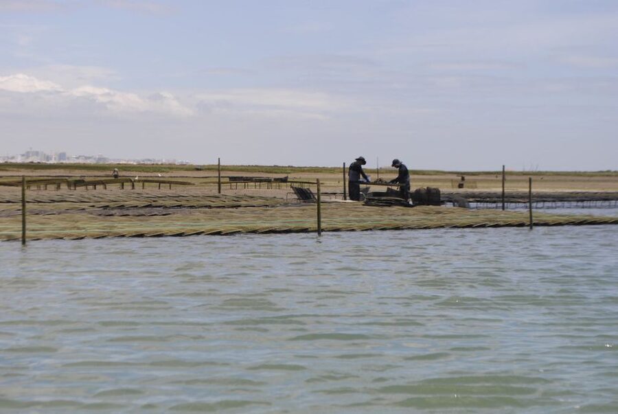 From Faro: 2-Hour Guided Bird Watching Boat Trip - The 2-hour format: just enough time without rushing