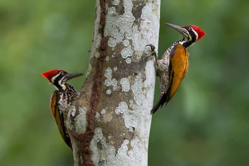 From Khaosok:Half day Bird watching and Wildlife explore - Key highlights you’ll feel fast
