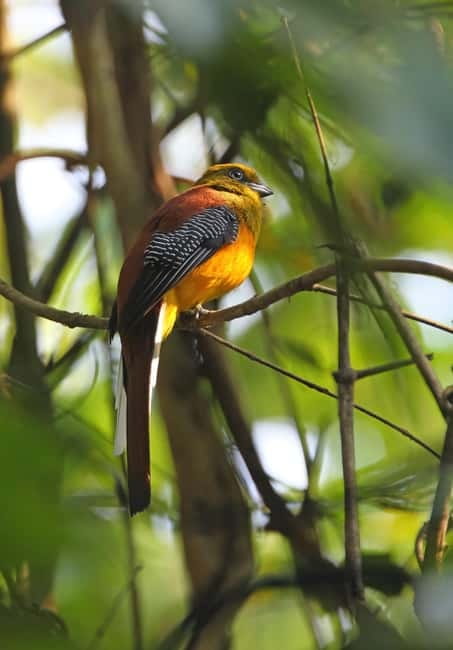 From Khaosok:Half day Bird watching and Wildlife explore - 6:30 AM rainforest birding near Khao Sok village