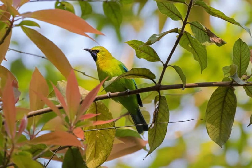 From Khaosok:Half day Bird watching and Wildlife explore - The rainforest pace: what the 4–6 hour hike really feels like
