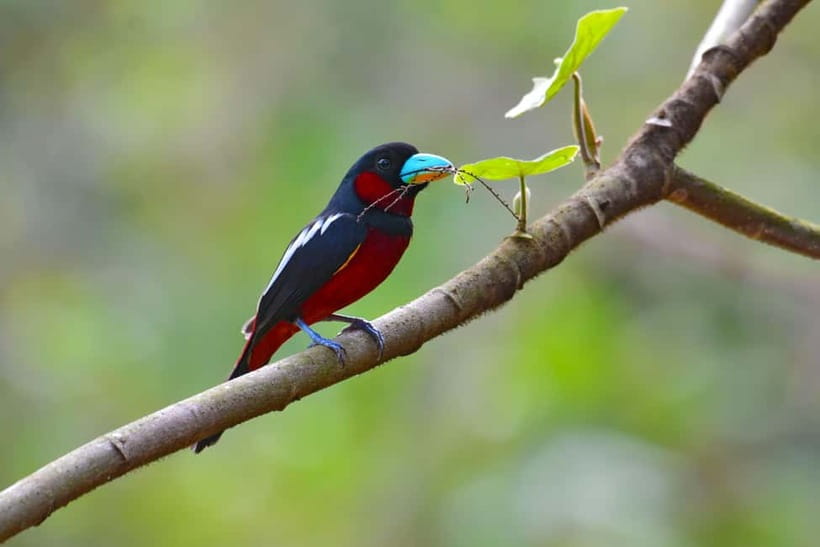 From Khaosok:Half day Bird watching and Wildlife explore - What happens during the morning, step by step