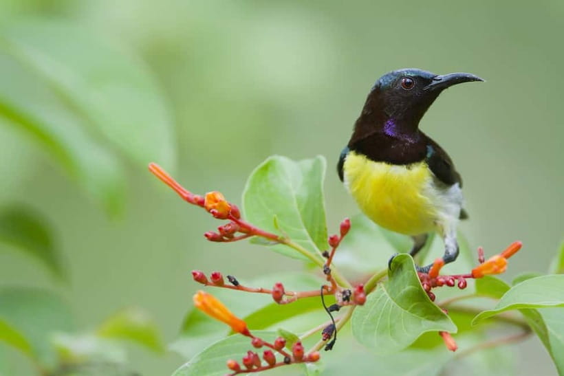 From Khaosok:Half day Bird watching and Wildlife explore - What to bring so your morning goes smoothly