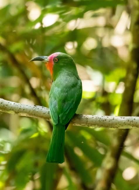 From Khaosok:Half day Bird watching and Wildlife explore - Price reality: is $93 worth it for Khao Sok birding?