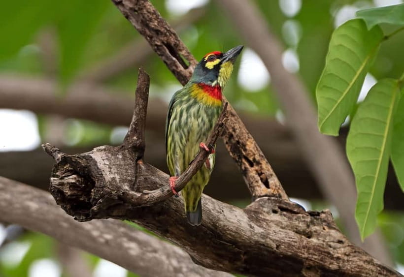 From Khaosok:Half day Bird watching and Wildlife explore - Who this tour fits best (and who should think twice)