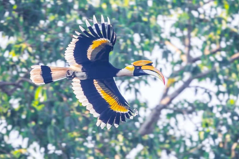 From Khaosok:Half day Bird watching and Wildlife explore - How the guide helps you spot birds faster than solo searching
