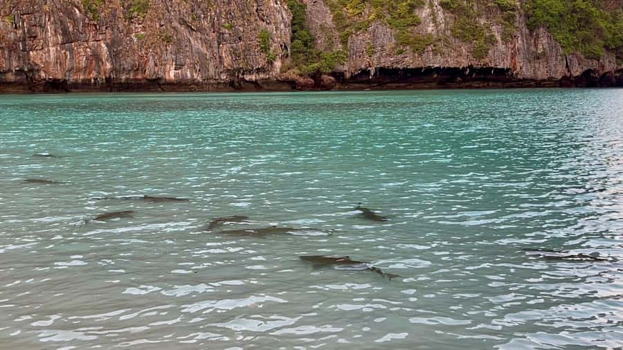 From Krabi: Phi Phi Early Bird & 4 Islands by Speedboat - The secret stop: where the swim and snorkel time gets upgraded