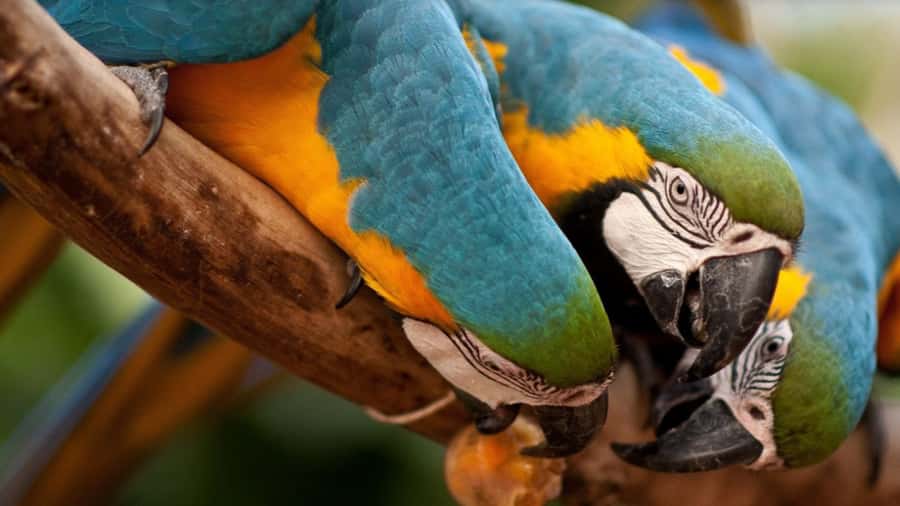 From Puerto Iguazú: Brazilian Bird Park Tour with Tickets - Rainforest Walkway and the 900-Bird Nursery Network