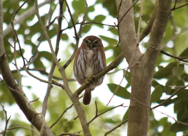 From Riviera Maya : Sian Ka'an Muyil Birdwatching with Guide - What to bring so you enjoy the whole morning