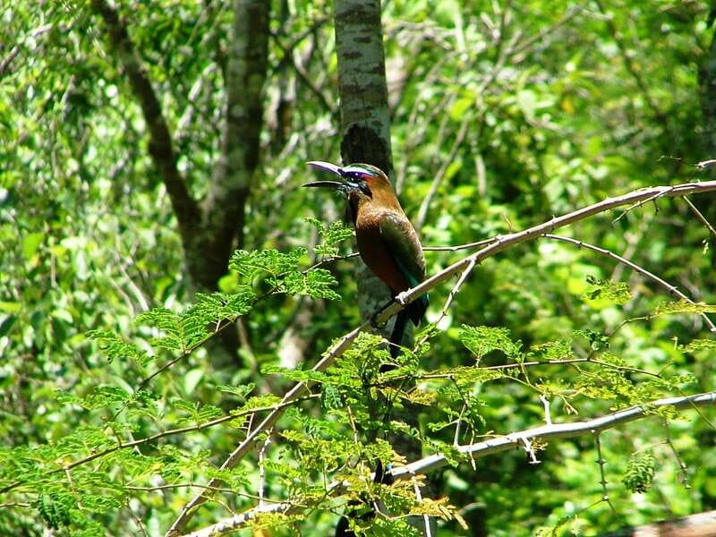 From Riviera Maya : Sian Ka'an Muyil Birdwatching with Guide - Quick hits: what you’ll notice fast