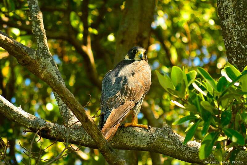 From Riviera Maya : Sian Ka'an Muyil Birdwatching with Guide - Getting ready: meeting at Muyil and how the morning runs