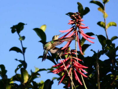 From Riviera Maya : Sian Ka'an Muyil Birdwatching with Guide - Price and value: what $119 gets you (and what costs extra)