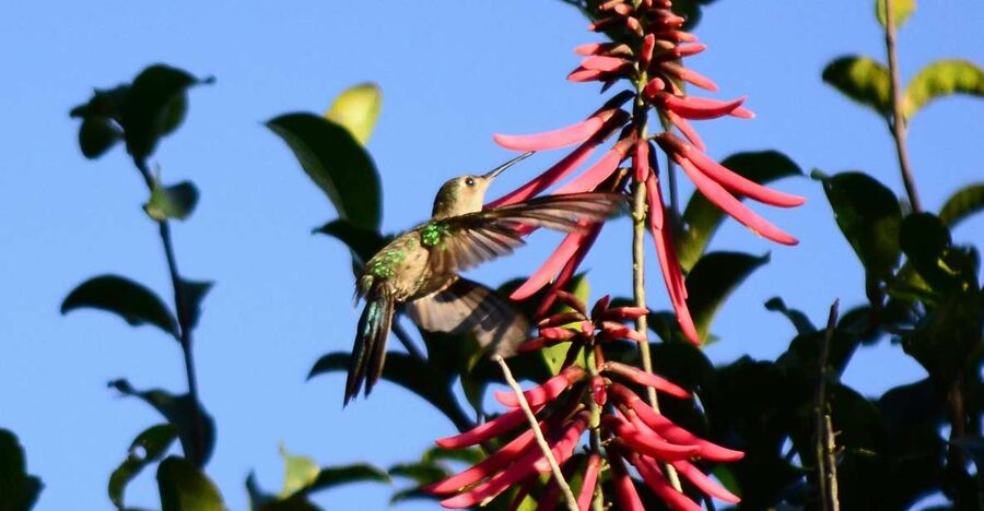 From Riviera Maya : Sian Ka'an Muyil Birdwatching with Guide - First stop: birdwatching in the Mayan community at 7:00 AM