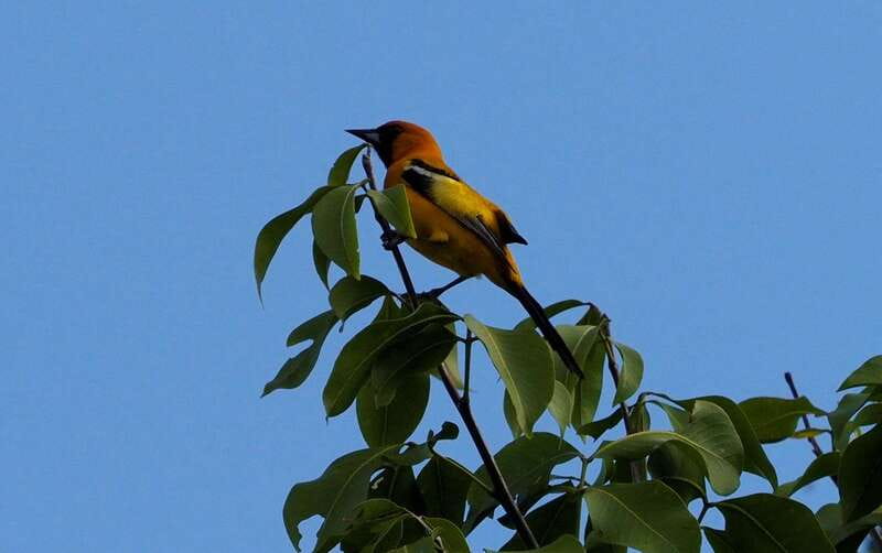 From Riviera Maya : Sian Ka'an Muyil Birdwatching with Guide - Muyil archaeological site: where the birding turns serious