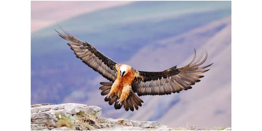 From Underberg: Sani Pass Birding Tour with Birding Guide - Key Points Worth Your Time