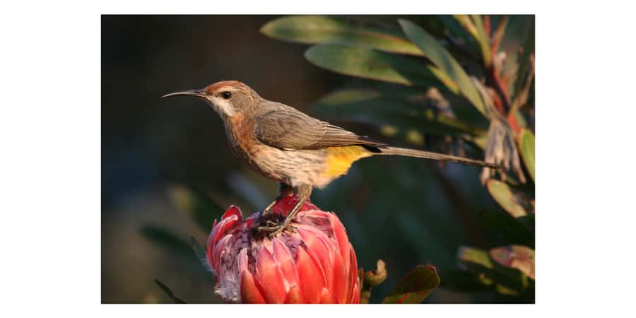 From Underberg: Sani Pass Birding Tour with Birding Guide - The Big Idea: Why Sani Pass Birding Is Different