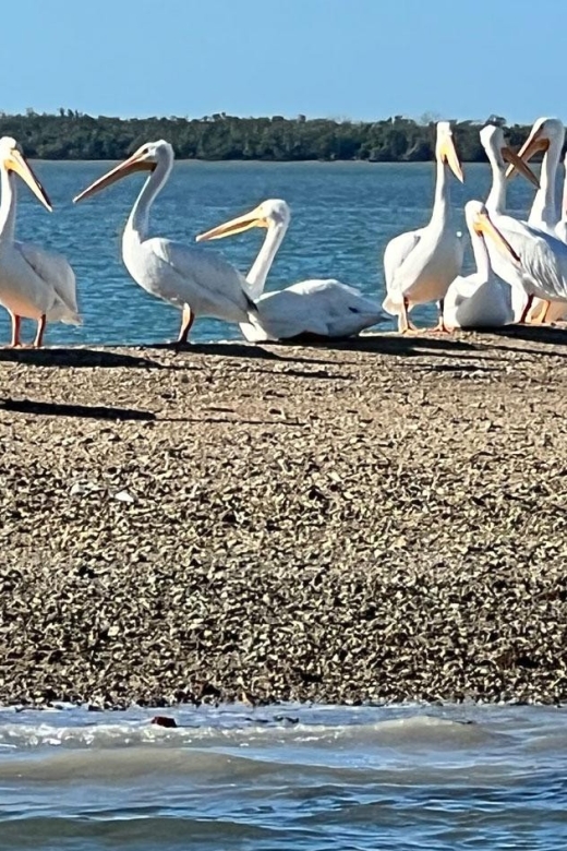 Island Paradise: Dolphin, Shelling, Birding Eco Boat Tour - Key things to know before you go