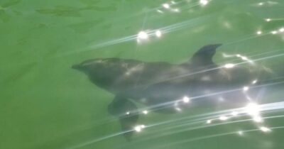 Island Paradise: Dolphin, Shelling, Birding Eco Boat Tour - Dolphin viewing without the chaos: what to expect during the ride