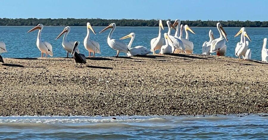 Island Paradise: Dolphin, Shelling, Birding Eco Boat Tour - Meeting point at Stan’s Idle Hour: where to park and what to do first