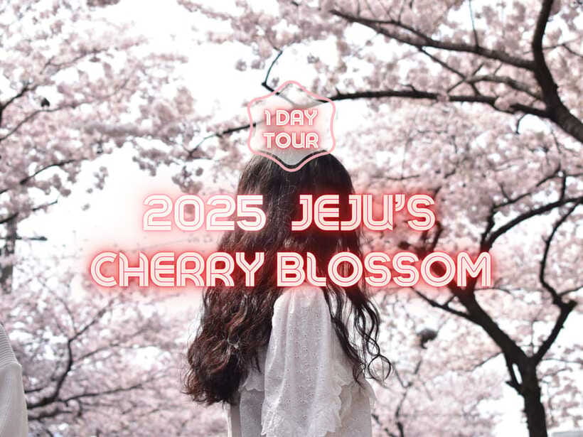 Jeju East: Cherry Blossom Early Bird Tour with Hotel Pickup - Key things I’d circle before you go