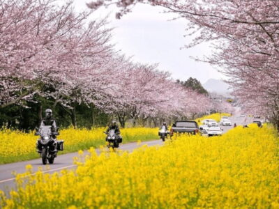Jeju East: Cherry Blossom Early Bird Tour with Hotel Pickup - Hotel pickup in Jeju-si: convenient, but you should expect a bit of van time