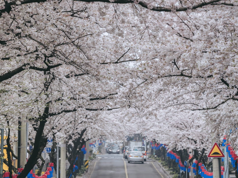 Jeju East: Cherry Blossom Early Bird Tour with Hotel Pickup - Noksan-ro (Gasi-ri): the long flower walk with canola