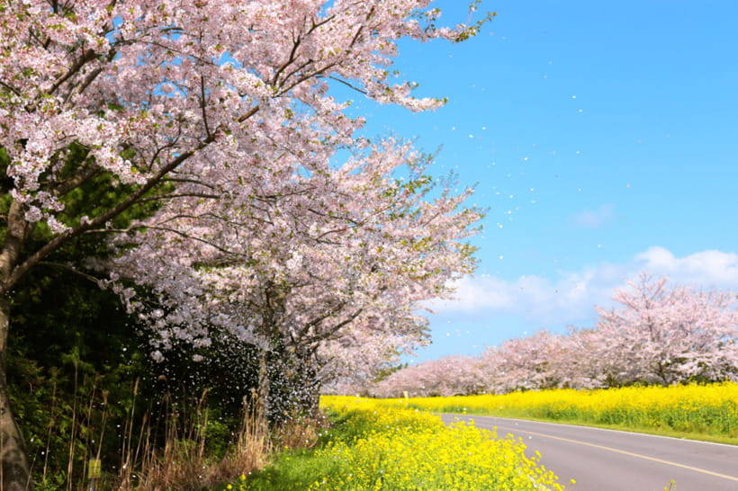 Jeju East: Cherry Blossom Early Bird Tour with Hotel Pickup - Seongeup Folk Village: where you learn why Jeju looks the way it does