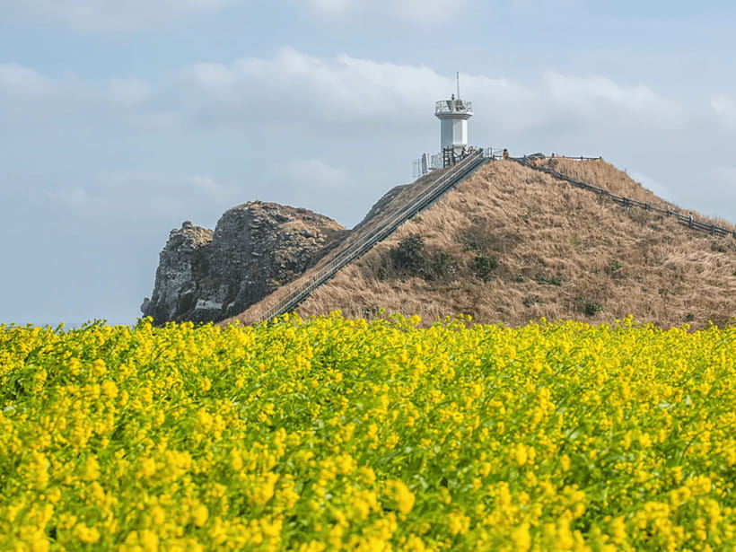 Jeju East: Cherry Blossom Early Bird Tour with Hotel Pickup - Seopjikoji: viewpoint time for sunset vibes