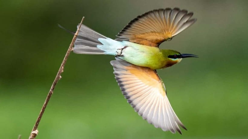 Kalametiya Sanctuary: Bird Watching by Private Boat Tour - Key things to know before you go