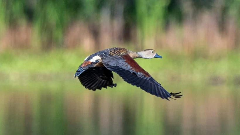 Kalametiya Sanctuary: Bird Watching by Private Boat Tour - Kalametiya Sanctuary birdwatching: what makes the boat trip feel different