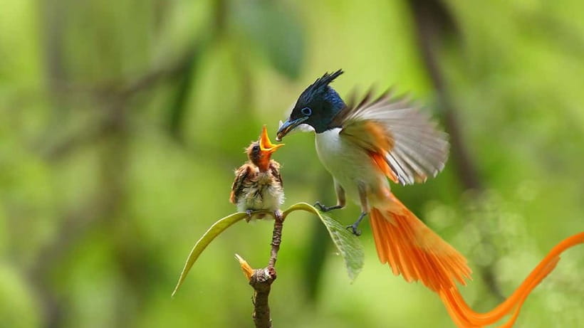 Kalametiya Sanctuary: Bird Watching by Private Boat Tour - Your guide and the bird ID help you’ll actually use