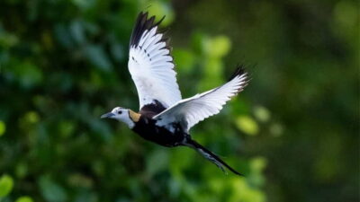 Kalametiya Sanctuary: Bird Watching by Private Boat Tour - The private boat setup: motor-free water and quieter sightings
