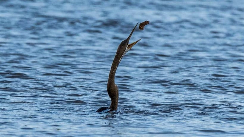 Kalametiya Sanctuary: Bird Watching by Private Boat Tour - What you’ll see: lagoons, mangroves, and coastal wetlands