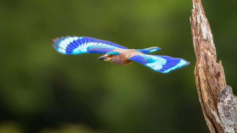 Kalametiya Sanctuary: Bird Watching by Private Boat Tour - Who should book this Kalametiya birdwatching boat tour