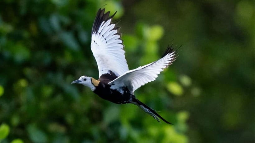 Kalametiya Sanctuary: Bird Watching by Private Boat Tour - The private boat setup: motor-free water and quieter sightings