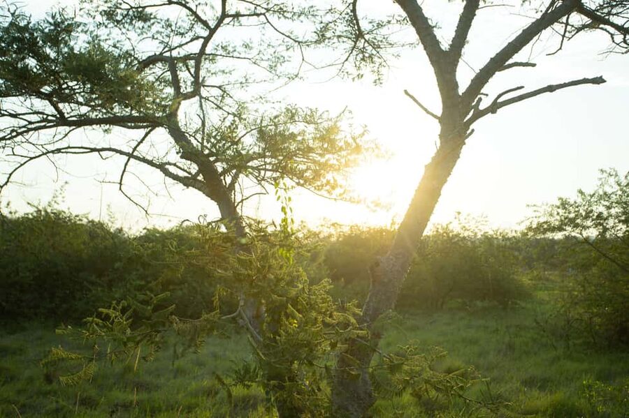 Kigali Eco Park Bird Watching Experience - Should you book this Kigali birdwatching session?