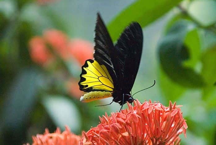 Kuala Lumpur: Bird Park, Butterfly & Garden Private Tour - Entering the KL Bird Park’s free-flight world