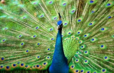 Kuala Lumpur: Bird Park, Butterfly & Garden Private Tour - Bird shows every 2 hours: timing your best moments