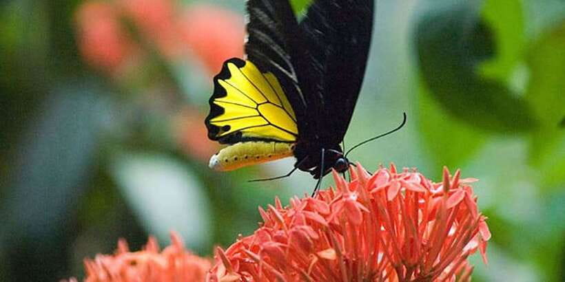 Kuala Lumpur: Bird Park, Butterfly & Garden Private Tour - Private transfers and pickup: why this saves real vacation time