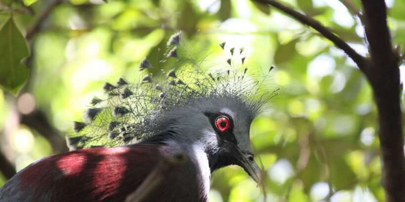Kuala Lumpur: Bird Park, Butterfly & Garden Private Tour - Price and value: what $79 per person really buys you