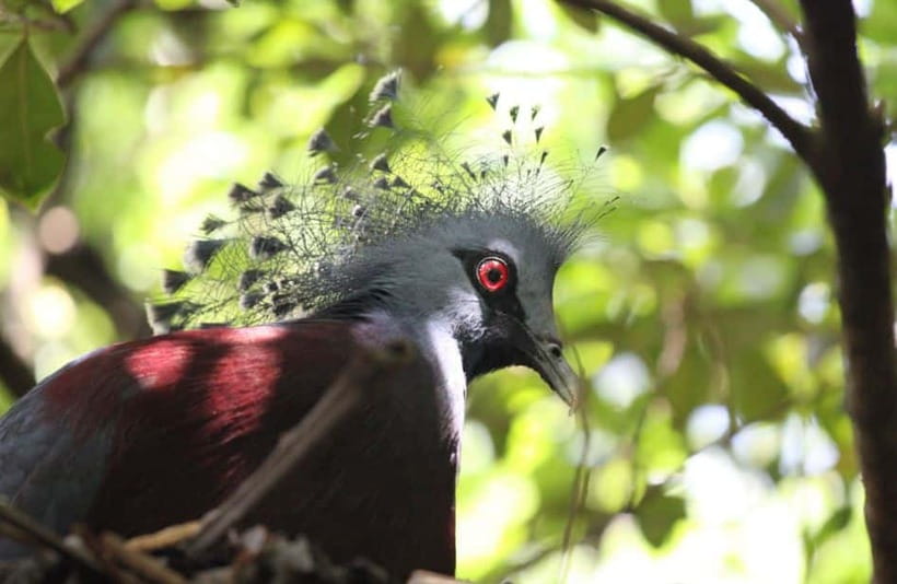 Kuala Lumpur: Bird Park, Butterfly & Garden Private Tour - Who this tour suits best