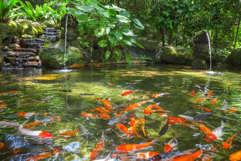 Kuala Lumpur: Bird Park Day Ticket & 1-Way Transfer - Key points to know before you go
