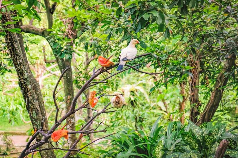 Kuala Lumpur: Bird Park Day Ticket & 1-Way Transfer - Kuala Lumpur Bird Park: what free-flight actually means for your day